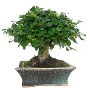 BONSÁI MICROPHYLLA